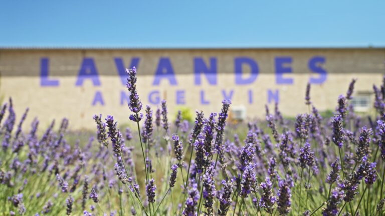 Lavandes Anglevin, entreprise agricole de transformation de la lavande située à Valensole, Alpes de Haute Provence
