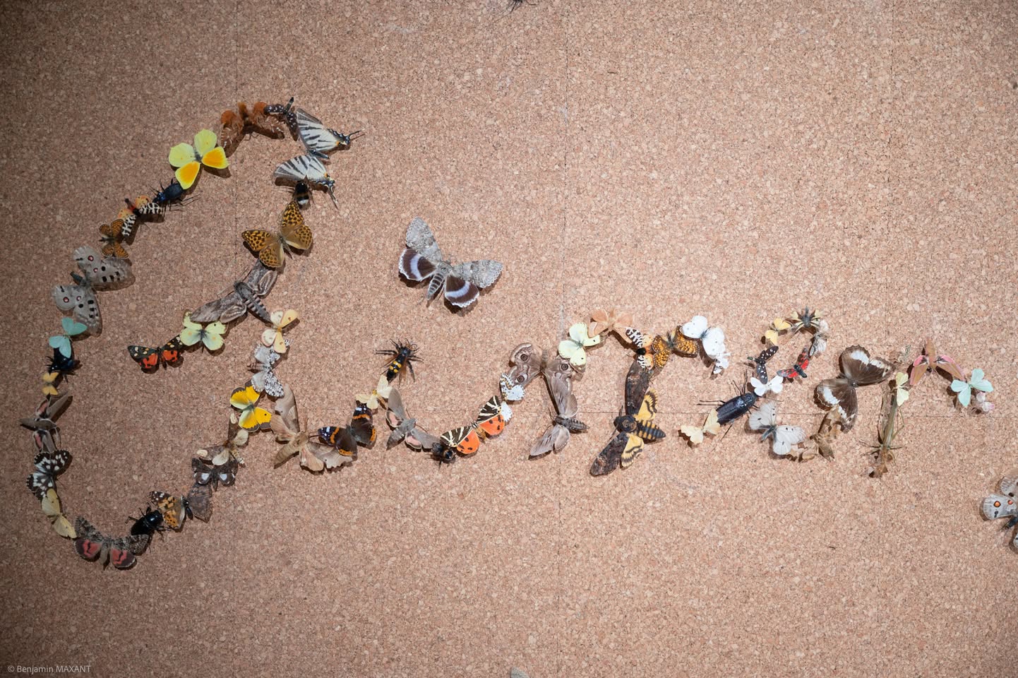 Détail d'une oeuvre composée de papillons, exposition Love Is To Act au CAIRN